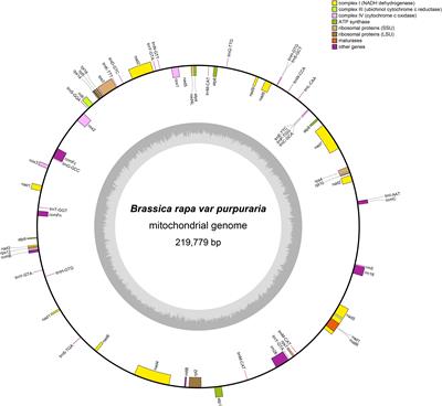 Assembly and comparative analysis of the first complete mitochondrial genome of zicaitai (Brassica rapa var. Purpuraria): insights into its genetic architecture and evolutionary relationships